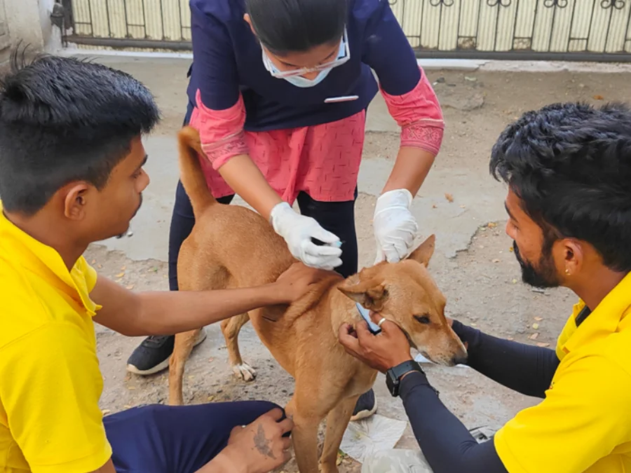 rescue_and_rehabilitation_of_stray_animals_foundation